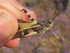 Cratypedes neglectus