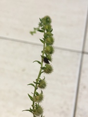 Galium virgatum