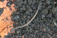 Batrachoseps attenuatus