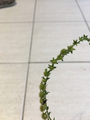 Galium virgatum