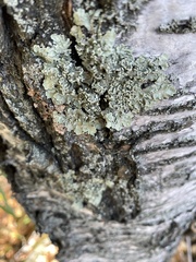 Flavopunctelia soredica