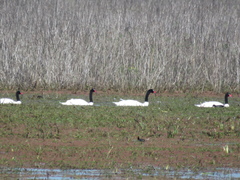 Cygnus melancoryphus