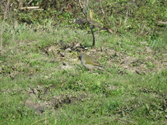 Embernagra platensis