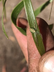 Araneus talipedatus
