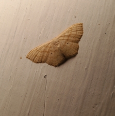 Scopula limboundata