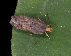 Pexicopia melitolicna