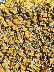 Xanthoria