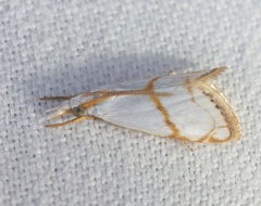 Pseudargyria interruptella