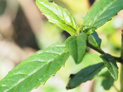 Prostanthera