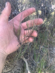 Allocasuarina paludosa