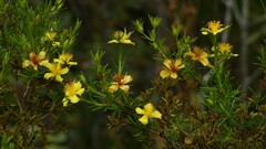 Hypericum brachyphyllum
