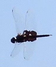Tramea lacerata