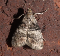 Pococera asperatella