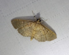 Herpetogramma licarsisalis