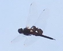 Tramea lacerata
