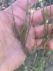 Allocasuarina paludosa