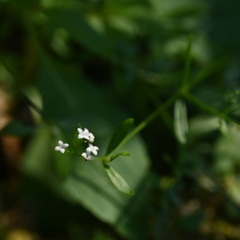 Galium palustre