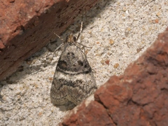 Pococera asperatella