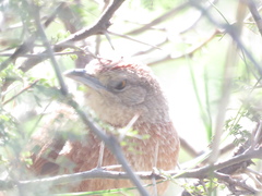 Phacellodomus striaticollis