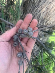 Allocasuarina paludosa