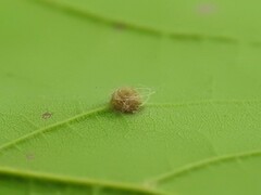 Dasineura communis
