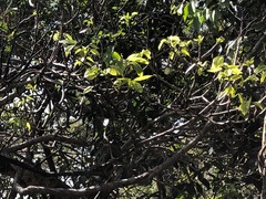 Sterculia quadrifida