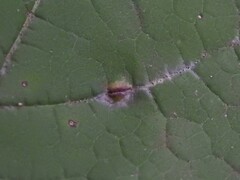 Dasineura communis