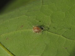 Dasineura communis