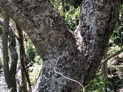 Sterculia quadrifida