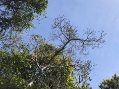 Sterculia quadrifida