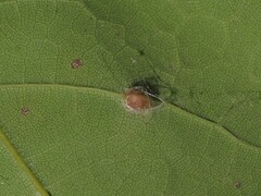 Dasineura communis