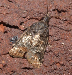 Platynota
