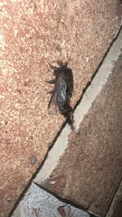 Thyridopteryx ephemeraeformis