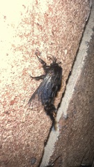 Thyridopteryx ephemeraeformis