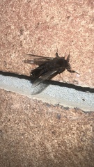 Thyridopteryx ephemeraeformis