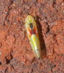 Erythroneura octonotata
