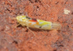 Erythroneura octonotata