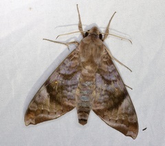 Acosmeryx pseudonaga