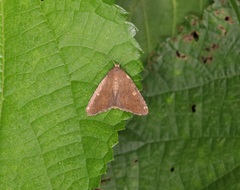 Amyna axis