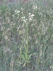 Erigeron strigosus