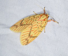 Barsine striata