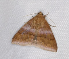 Bastilla absentimacula