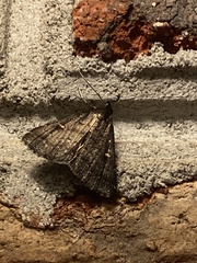 Tetanolita mynesalis