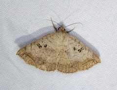 Blasticorhinus rivulosa