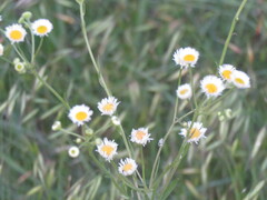 Erigeron strigosus