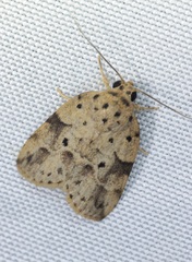 Giaura multipunctata