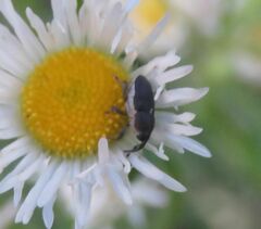 Odontocorynus salebrosus