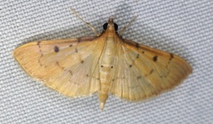 Herpetogramma basalis