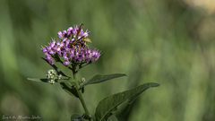 Pluchea odorata odorata