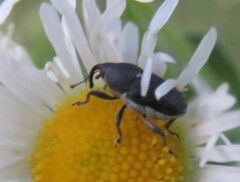 Odontocorynus salebrosus